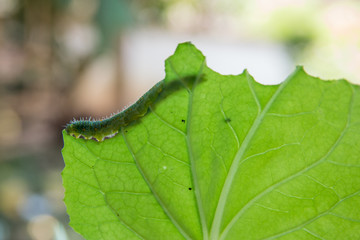Worms eat leaves.