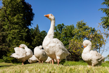 White geese