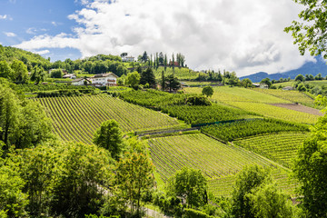 Scenic view of vineyards and apple tree orachards in Trentino-Alto Adige region of South Tyrol,...