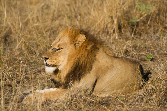 lions of the moremi game reserve