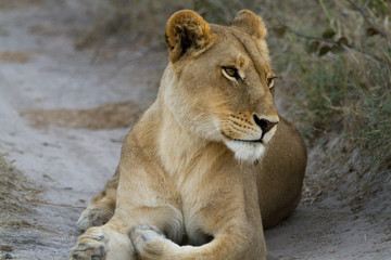 Obraz na płótnie Canvas lions of the moremi reserve in botswana