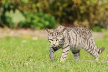 tabby cat running on meadow