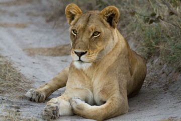 lions of the moremi reserve in botswana