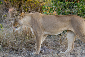 lions of the moremi reserve in botswana