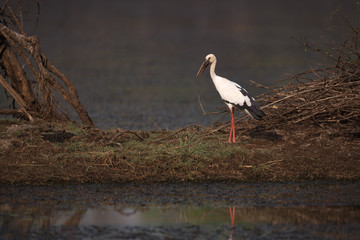 Asian open-billed stork on grass by lake