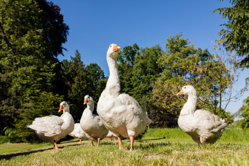 White geese