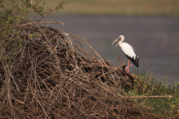 Asian open-billed stork opening beak by lake