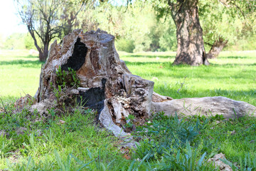 Old tree stump in spring glade with green grass