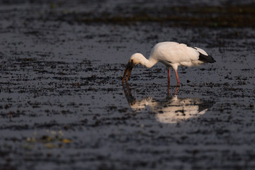 Asian open-billed stork with beak in water