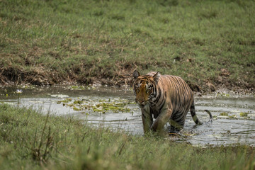Bengal tiger crosses stream in sunny meadow