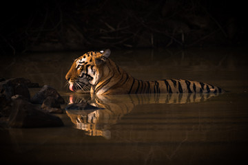 Bengal tiger drinking in shadowy water hole