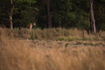 Bengal tiger looks over meadow from treeline