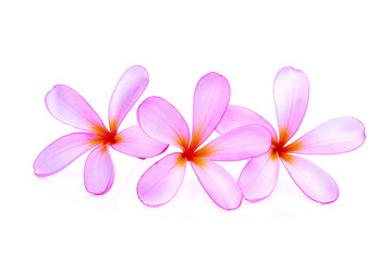 Fototapeta na wymiar pink frangipani or plumeria (tropical flowers) isolated on white background