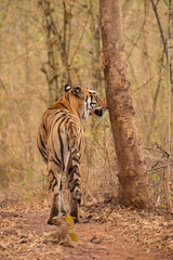 Bengal tiger sniffs tree on woodland track