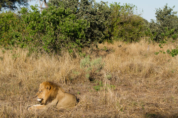 lion of the moremi game reserve