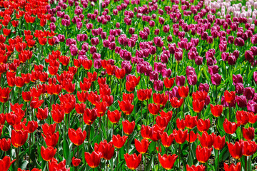  Amazing view of colorful  tulips in the garden.