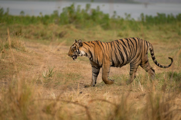 Bengal tiger walks on bank of lake