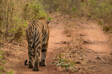 Fototapeta premium Tygrys bengalski odchodzi leśnym szlakiem