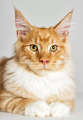 Portrait of a cat looking, a Maine Coon breed on a gray background