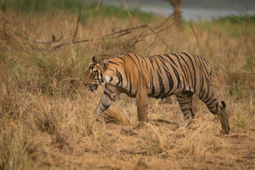 Fototapeta na wymiar Bengal tiger walks right-to-left in dry grassland