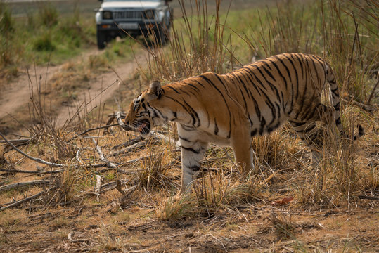 Bengal tiger walking in front of jeep