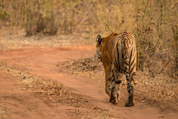 Bengal tiger walks towards bend in track