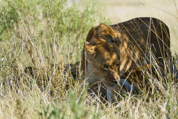 lions of the moremi reserve in botswana