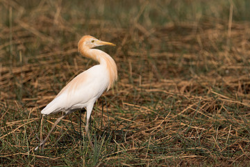 Cattle egret stands with head held back