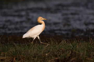 Cattle egret walks along grassy lake shore