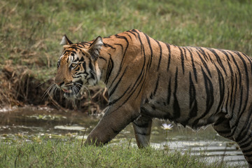 Fototapeta na wymiar Close-up of Bengal tiger climbing riverbank right-to-left