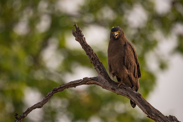 Crested serpent eagle looking down from branch