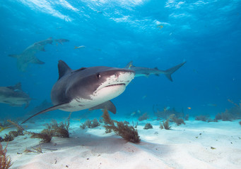 Obraz premium Tiger shark.