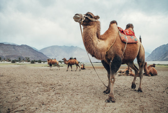 Camel in Nubra Valley desert