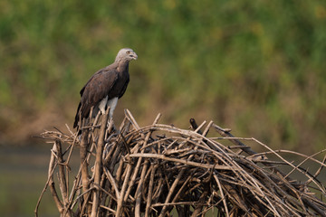 Grey-headed fish eagle on pile of branches