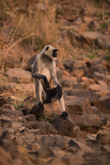 Fototapeta premium Hanuman langur resting with arms on knees