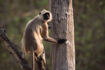 Hanuman langur sitting in tree looking round