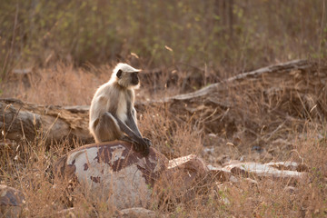Hanuman langur sitting on rock in sunshine