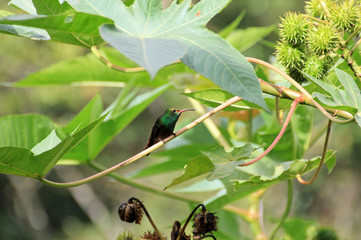 Hummingbird Canivet's Emerald, chlorostilbon canivetii, sitting on a branch, Nicaragua, well seen in Costa Rica too