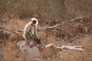 Hanuman langur sitting on rocks in sunshine