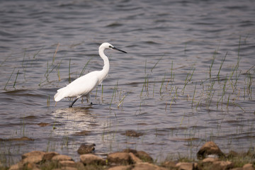 Little egret walking through shallows in lake
