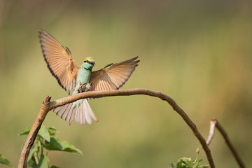 Male bee-eater stretches wings wide to land