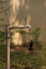 Male purple sunbird hovers under garden tap