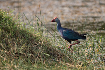Purple moorhen climbs grassy slope by water