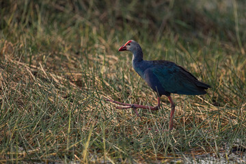 Purple moorhen climbs grassy bank in shade