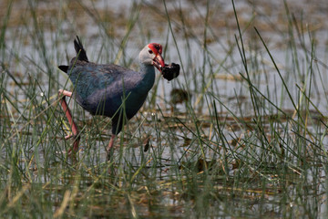 Purple moorhen wades through shallows with snail
