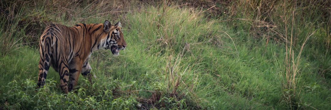 Panorama of Bengal tiger on grassy hill