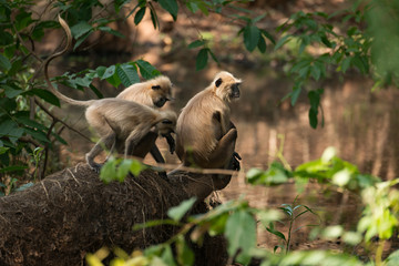 Three sunlit langurs perch by tree-lined river