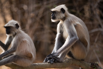 Two Hanuman langurs sitting on sunny branch