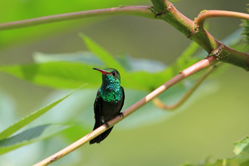 Hummingbird Canivet's Emerald, chlorostilbon canivetii, sitting on a branch, Nicaragua, well seen in Costa Rica too