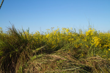 Fototapeta premium nature of the okavango delta in botswana